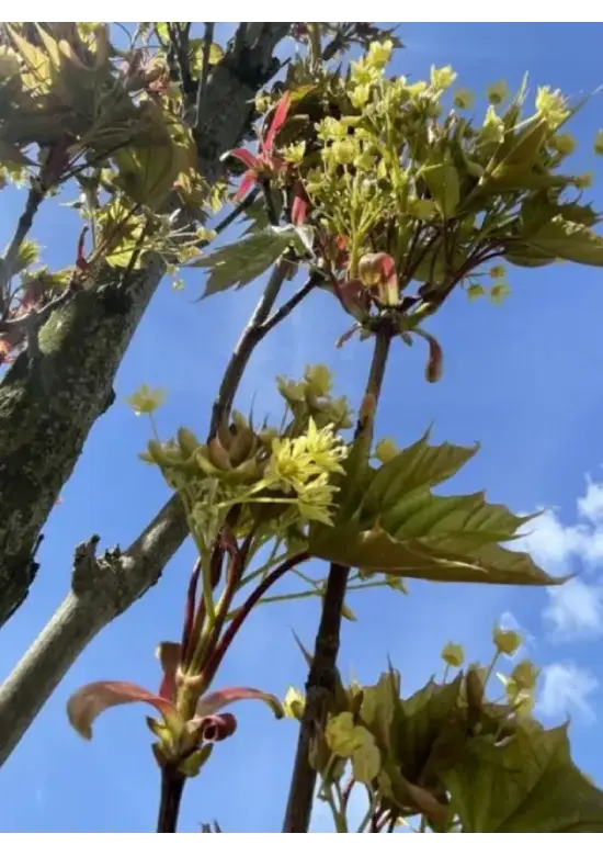 Mauritz-Spitzahorn 'Mauritz Upright' Hochstamm® | Acer platanoides 'Mauritz Upright'®
