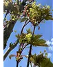 Mauritz-Spitzahorn 'Mauritz Upright' Hochstamm® | Acer platanoides 'Mauritz Upright'®