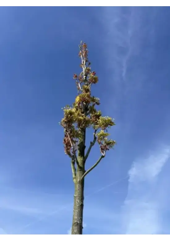 Mauritz-Spitzahorn 'Mauritz Upright' Hochstamm® | Acer platanoides 'Mauritz Upright'®