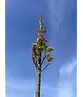 Mauritz-Spitzahorn 'Mauritz Upright' Hochstamm® | Acer platanoides 'Mauritz Upright'®