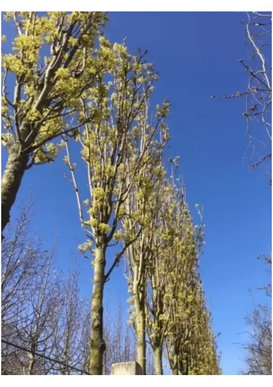 Mauritz-Spitzahorn 'Mauritz Upright' Hochstamm® | Acer platanoides 'Mauritz Upright'®