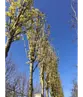 Mauritz-Spitzahorn 'Mauritz Upright' Hochstamm® | Acer platanoides 'Mauritz Upright'®