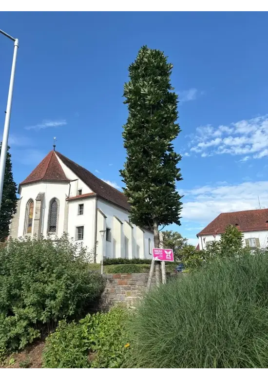 Mauritz-Spitzahorn 'Mauritz Upright' Hochstamm® | Acer platanoides 'Mauritz Upright'®
