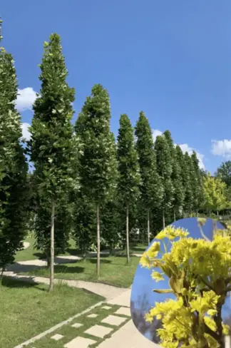 Mauritz-Spitzahorn 'Mauritz Upright' Hochstamm® | Acer platanoides 'Mauritz Upright'®