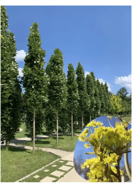 Mauritz-Spitzahorn 'Mauritz Upright' Hochstamm® | Acer platanoides 'Mauritz Upright'®
