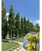 Mauritz-Spitzahorn 'Mauritz Upright' Hochstamm® | Acer platanoides 'Mauritz Upright'®