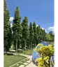Mauritz-Spitzahorn 'Mauritz Upright' Hochstamm® | Acer platanoides 'Mauritz Upright'®