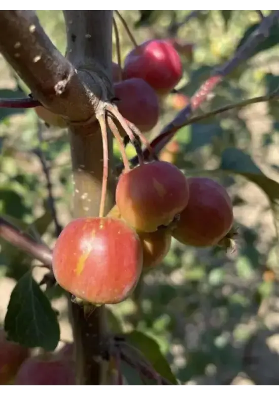 Zierapfel 'Evereste' | Malus 'Evereste'