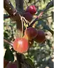Zierapfel 'Evereste' | Malus 'Evereste'