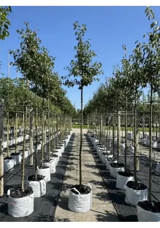 Zierapfel 'Evereste' | Malus 'Evereste'