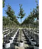 Zierapfel 'Evereste' | Malus 'Evereste'
