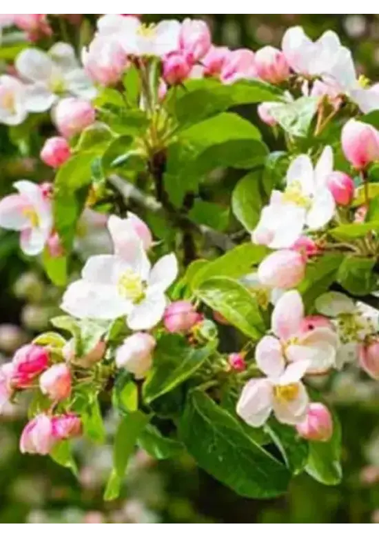 Zierapfel 'Evereste' | Malus 'Evereste'