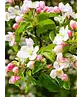 Zierapfel 'Evereste' | Malus 'Evereste'