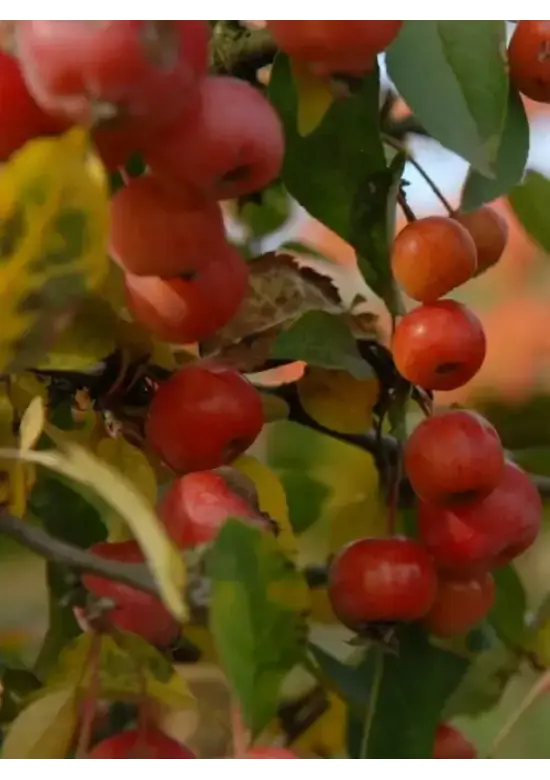 Zierapfel 'Evereste' | Malus 'Evereste'