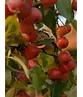 Zierapfel 'Evereste' | Malus 'Evereste'