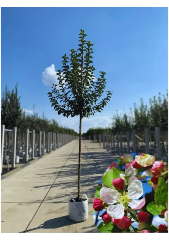 Zierapfel 'Evereste' | Malus 'Evereste'