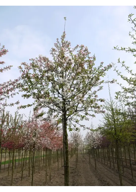 Zierapfel 'Evereste' | Malus 'Evereste'
