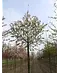 Zierapfel 'Evereste' | Malus 'Evereste'