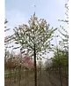 Zierapfel 'Evereste' | Malus 'Evereste'
