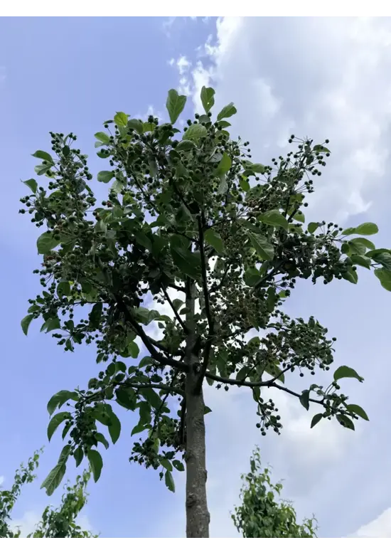 Zierapfel 'Evereste' | Malus 'Evereste'