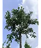 Zierapfel 'Evereste' | Malus 'Evereste'