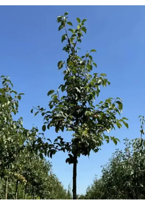 Zierapfel 'Evereste' | Malus 'Evereste'