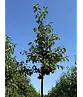 Zierapfel 'Evereste' | Malus 'Evereste'
