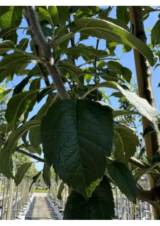 Zierapfel 'Evereste' | Malus 'Evereste'