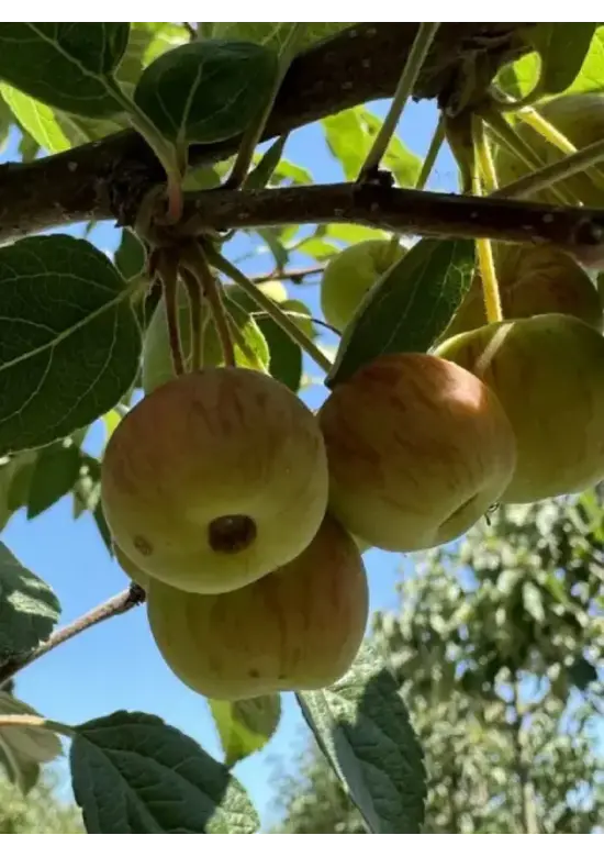 Zierapfel 'Evereste' | Malus 'Evereste'