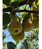 Zierapfel 'Evereste' | Malus 'Evereste'