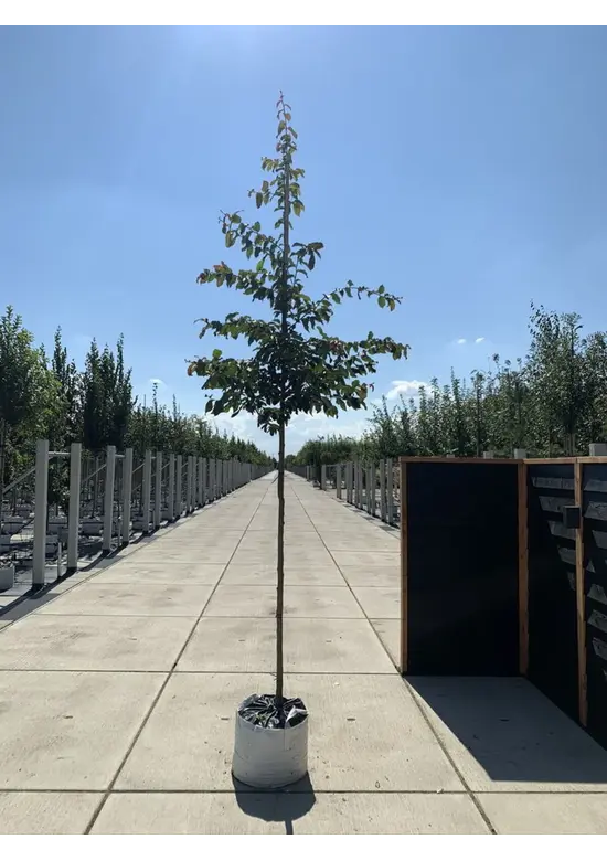 Eisenholzbaum 'Bella' | Parrotia persica 'Bella'