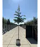 Eisenholzbaum 'Bella' | Parrotia persica 'Bella'