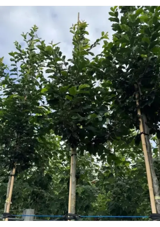 Eisenholzbaum 'Bella' | Parrotia persica 'Bella'
