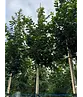 Eisenholzbaum 'Bella' | Parrotia persica 'Bella'