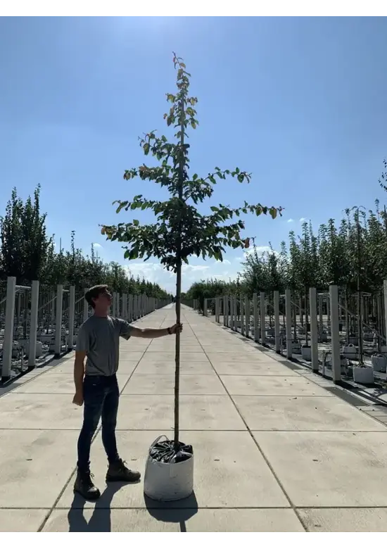 Eisenholzbaum 'Bella' | Parrotia persica 'Bella'