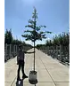 Eisenholzbaum 'Bella' | Parrotia persica 'Bella'