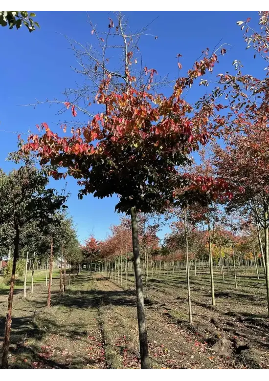 Eisenholzbaum 'Bella' | Parrotia persica 'Bella'