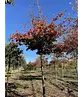 Eisenholzbaum 'Bella' | Parrotia persica 'Bella'