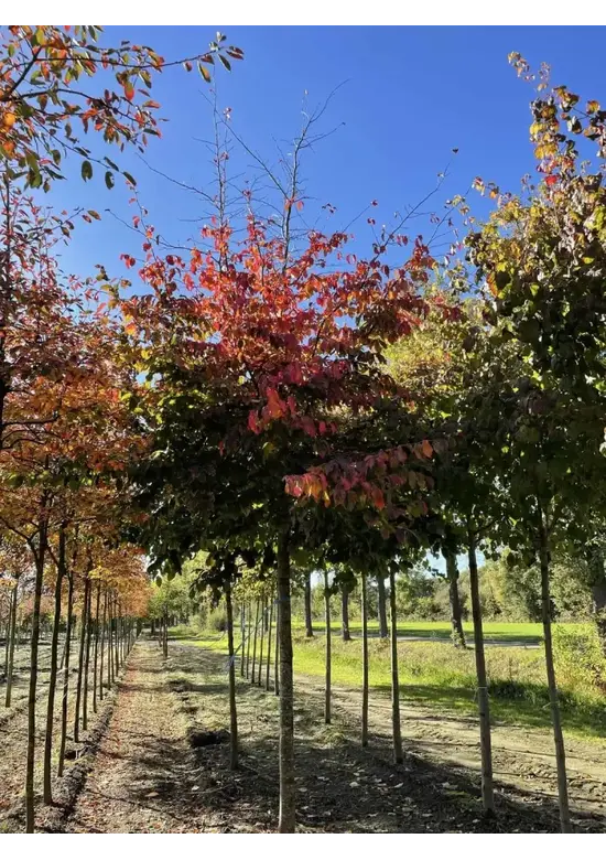 Eisenholzbaum 'Bella' | Parrotia persica 'Bella'