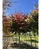 Eisenholzbaum 'Bella' | Parrotia persica 'Bella'