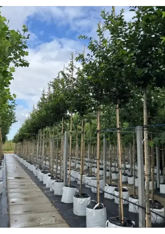 Eisenholzbaum 'Bella' | Parrotia persica 'Bella'