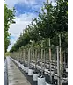 Eisenholzbaum 'Bella' | Parrotia persica 'Bella'