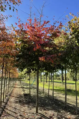 Eisenholzbaum 'Bella' | Parrotia persica 'Bella'