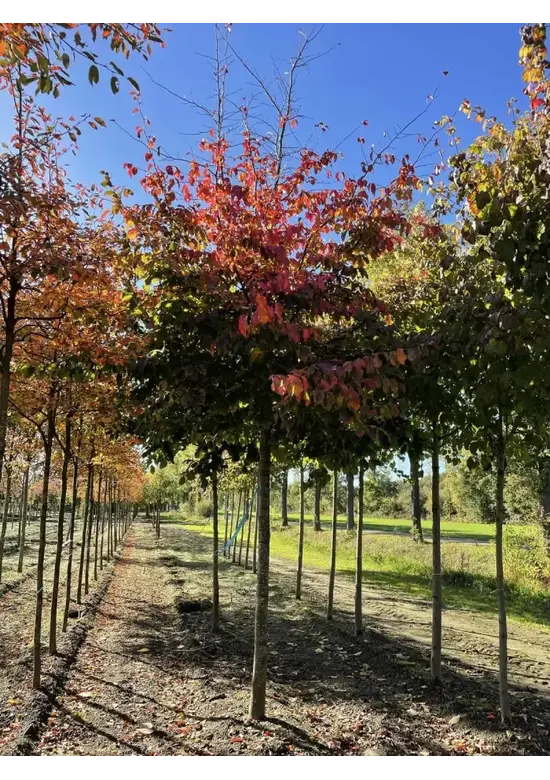 Eisenholzbaum 'Bella' | Parrotia persica 'Bella'