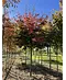 Eisenholzbaum 'Bella' | Parrotia persica 'Bella'