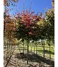 Eisenholzbaum 'Bella' | Parrotia persica 'Bella'