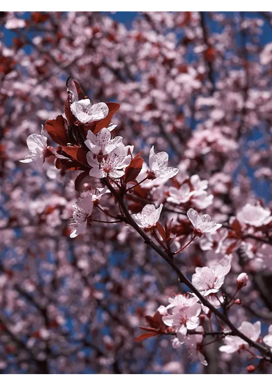 Blutpflaume Baum | Prunus cerasifera 'Nigra'