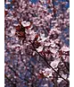 Blutpflaume Baum | Prunus cerasifera 'Nigra'