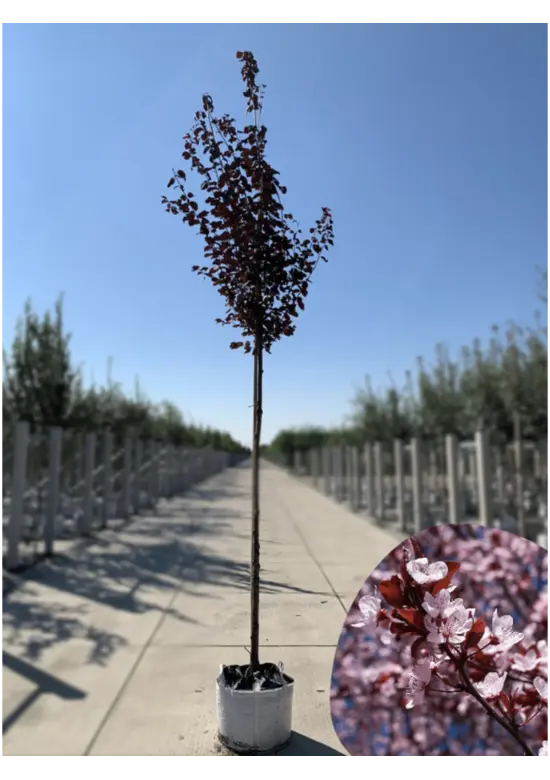 Blutpflaume Baum | Prunus cerasifera 'Nigra'