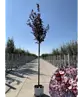 Blutpflaume Baum | Prunus cerasifera 'Nigra'